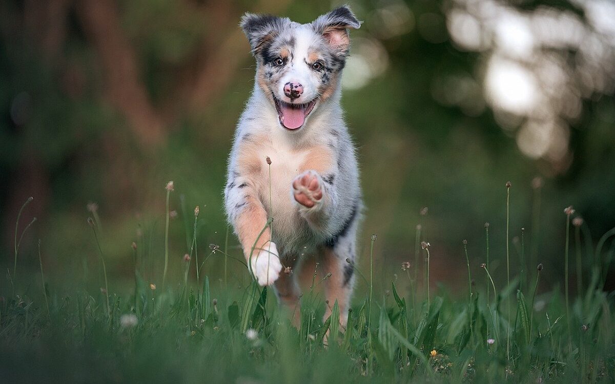 Hundesteuer Titel Hundesteuer Titel