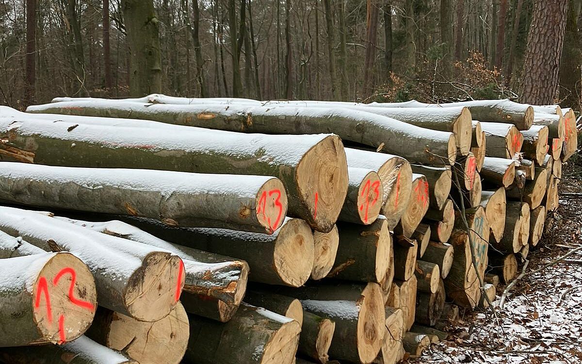 KW03 Gailbacher Wald 5 KW03 Gailbacher Wald 5