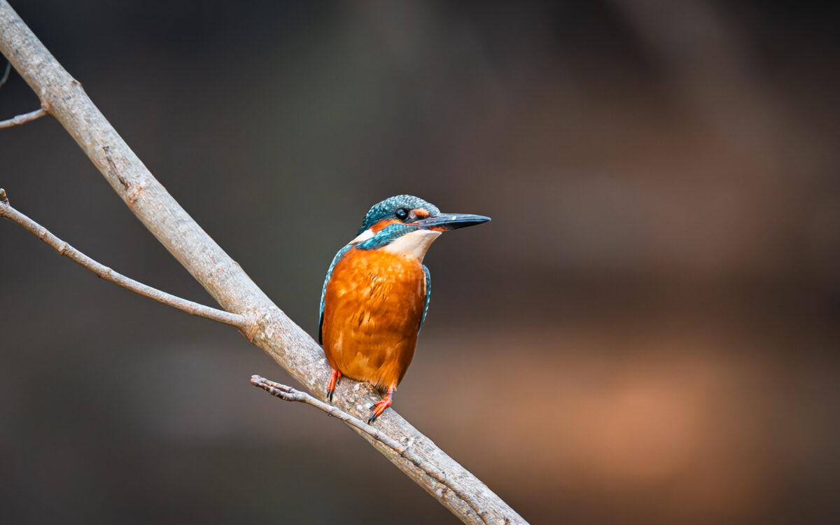 KW04 Leserreporter Eisvogel 2 KW04 Leserreporter Eisvogel 2