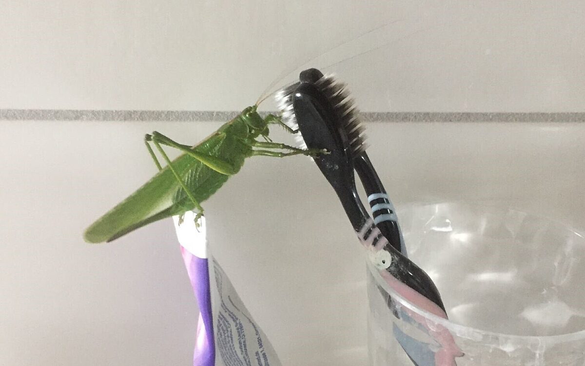 KW08 Leserreporter KW08 Leserreporter