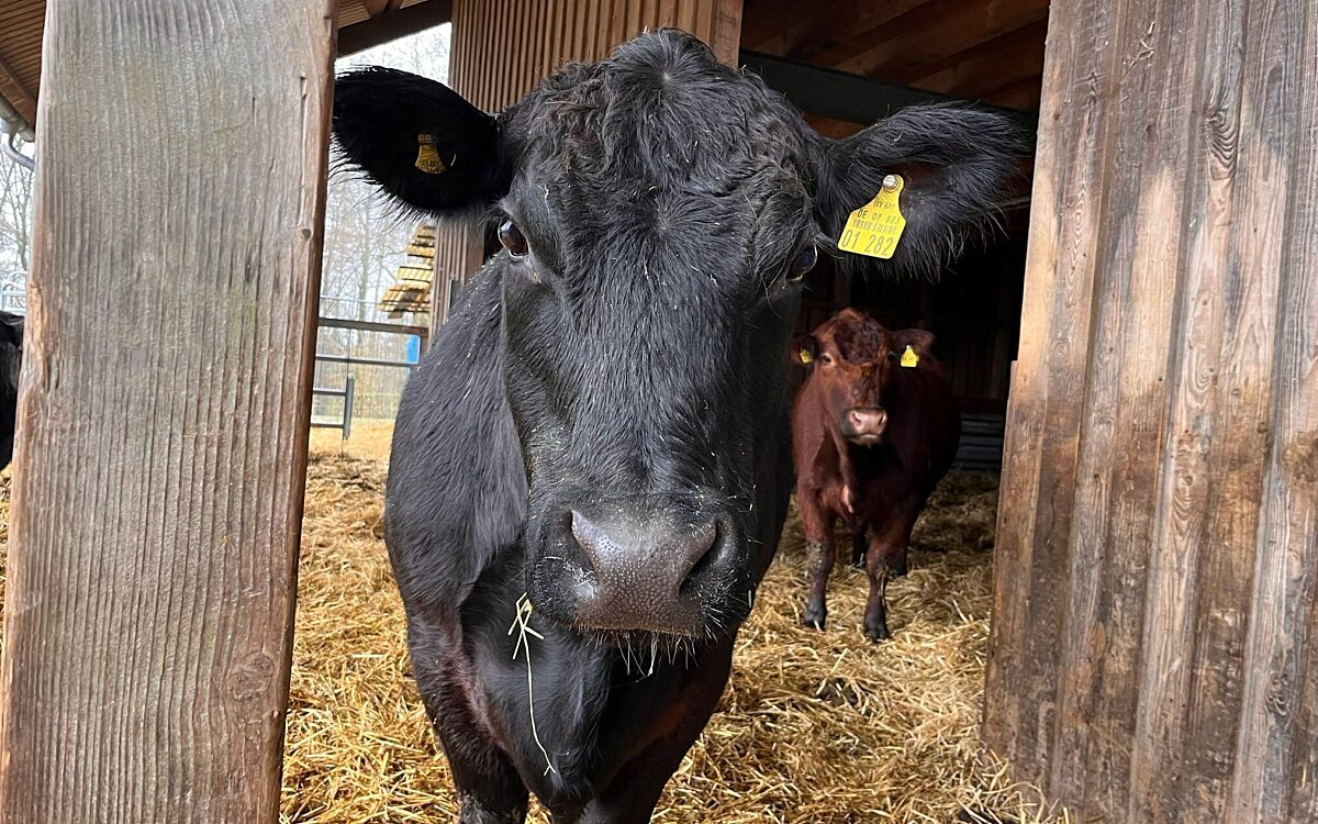 KW13 Neuer Schlachthof Kuehe KW13 Neuer Schlachthof Kuehe