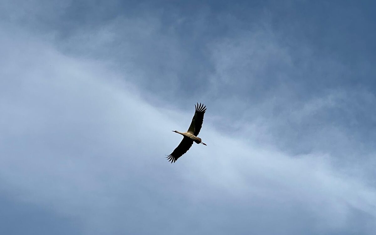 KW15 Storch 1 KW15 Storch 1