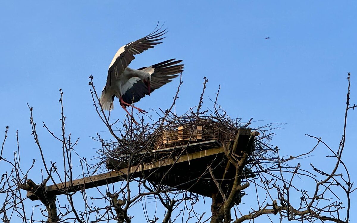 KW15 Storch 2 KW15 Storch 2