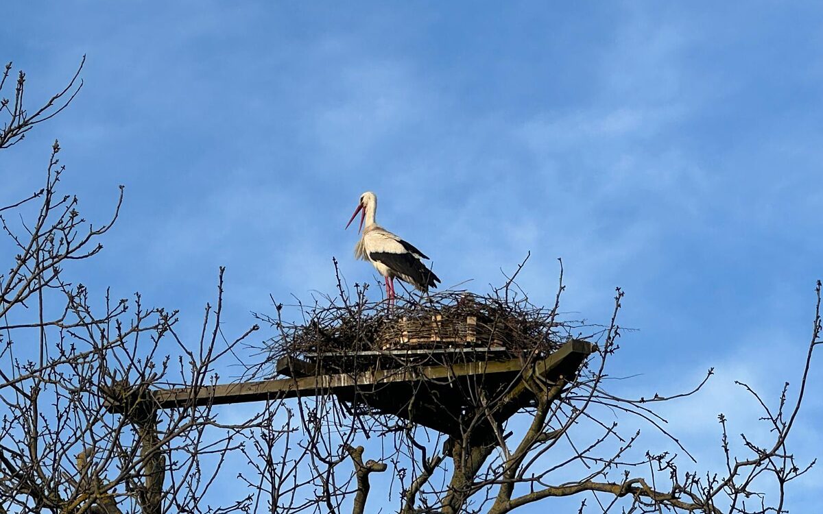 KW15 Storch 3 KW15 Storch 3