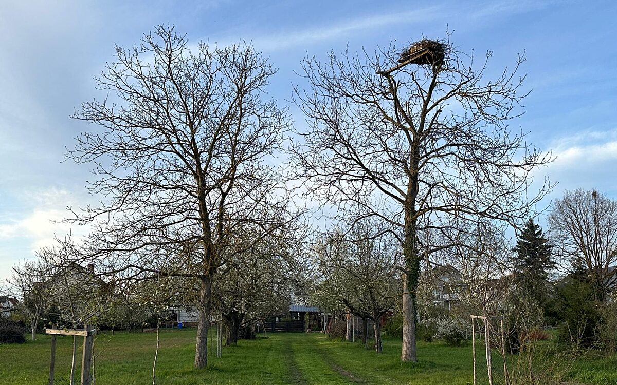 KW15 Storch 6 KW15 Storch 6