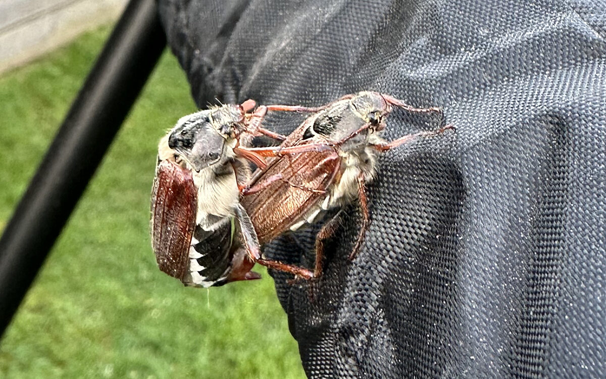 KW15 Leserreporter Maikaefer1 KW15 Leserreporter Maikaefer1