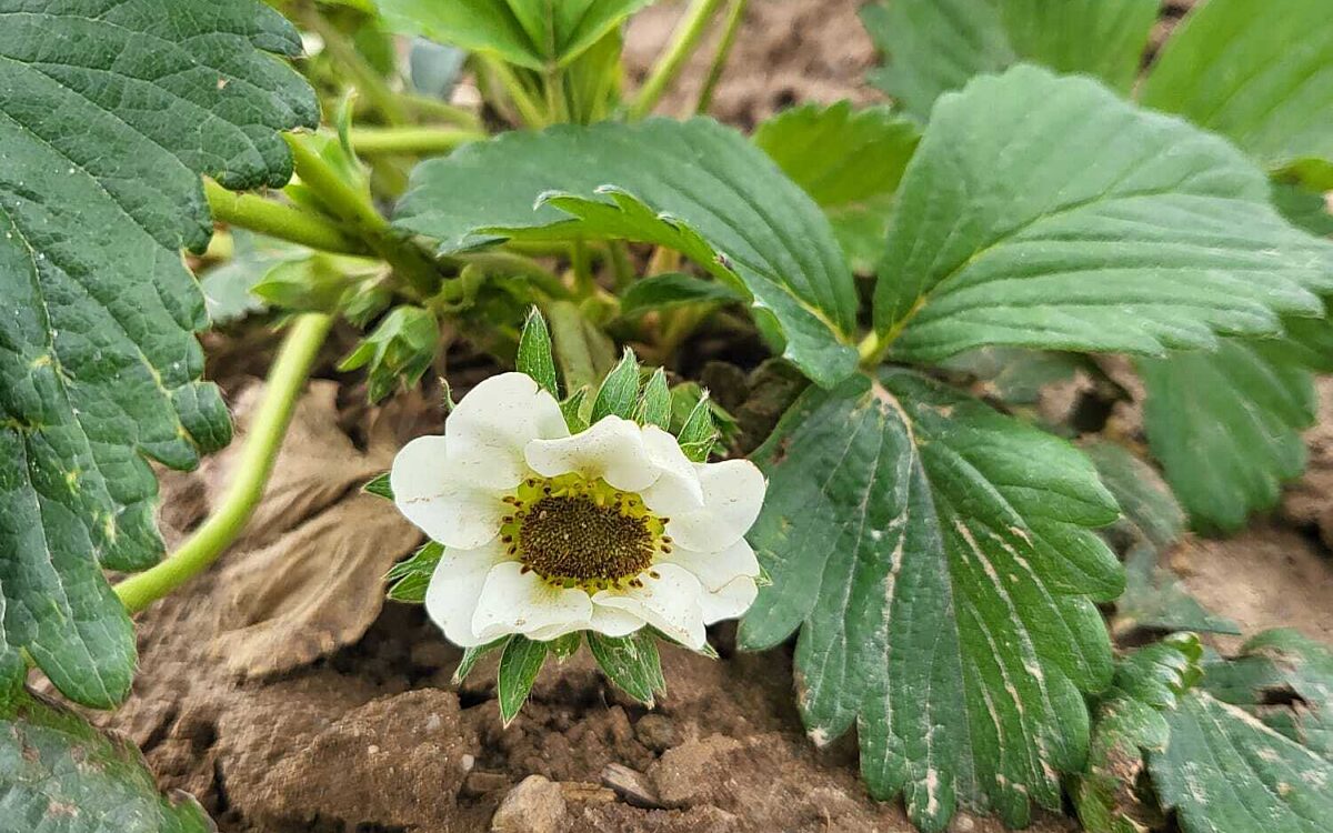 KW17 Ernte im Arsch 7 KW17 Ernte im Arsch 7