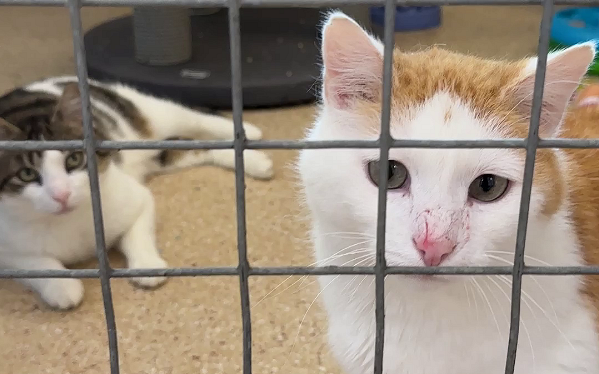 KW18 Katzen KW18 Katzen