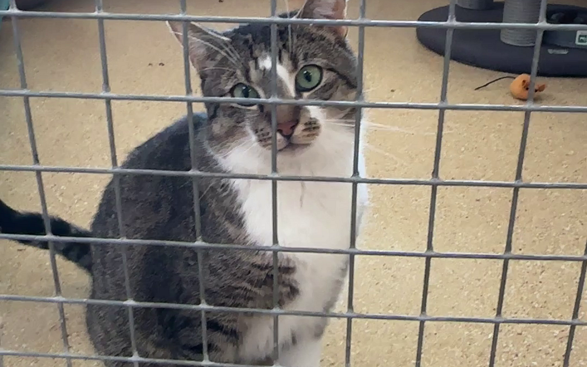 KW18 katzen 2 KW18 katzen 2