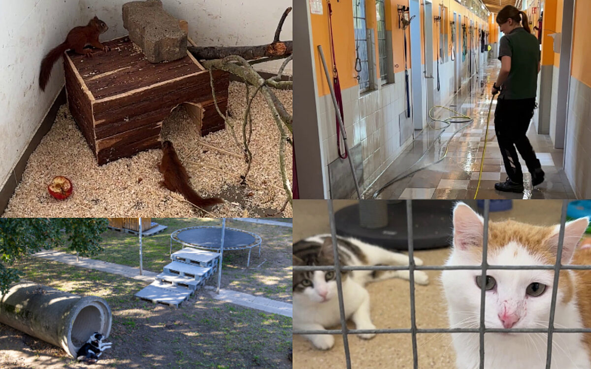 KW20 Tierheim Collage