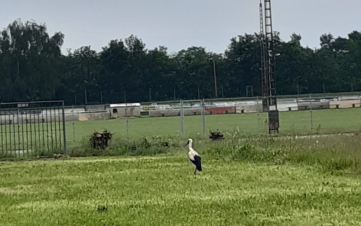 KW22 Leserreporter Storch KW22 Leserreporter Storch