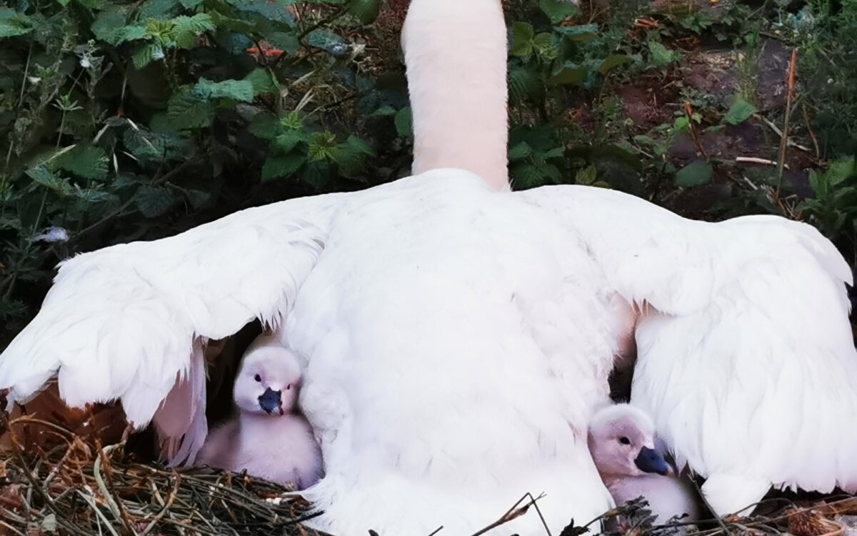 KW35 Leserreporter 1 KW35 Leserreporter 1