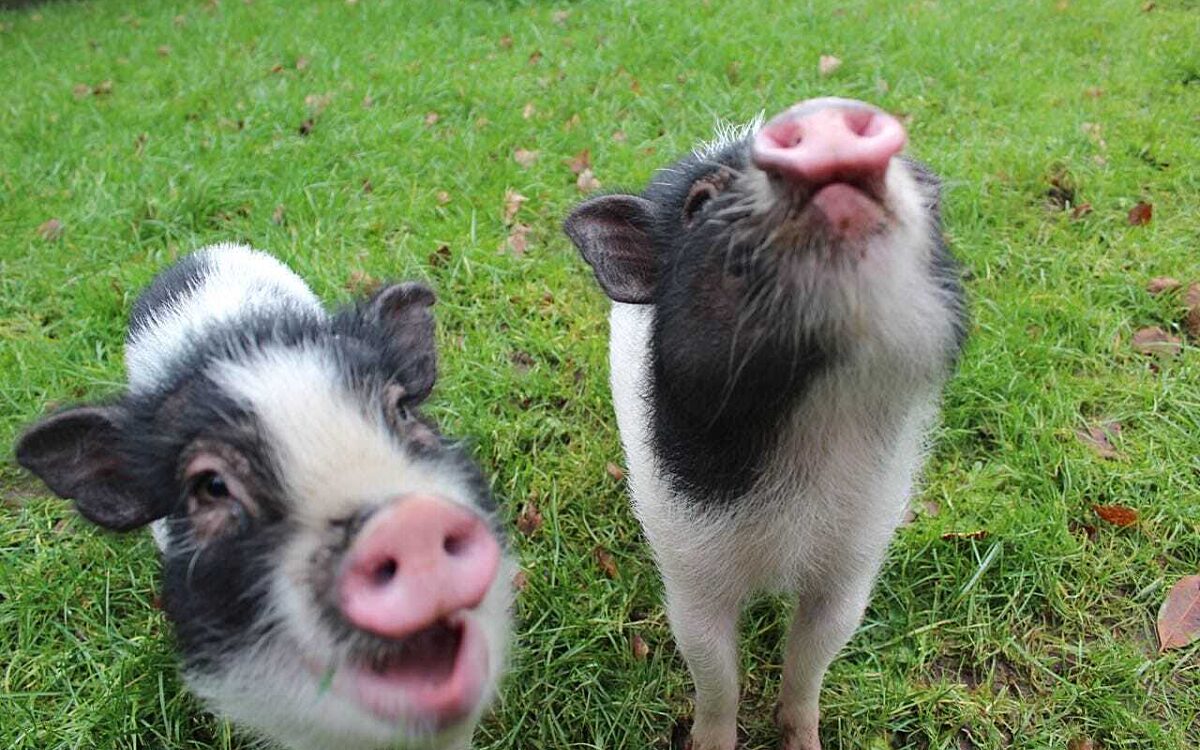 KW49 Minischwein 2 KW49 Minischwein 2