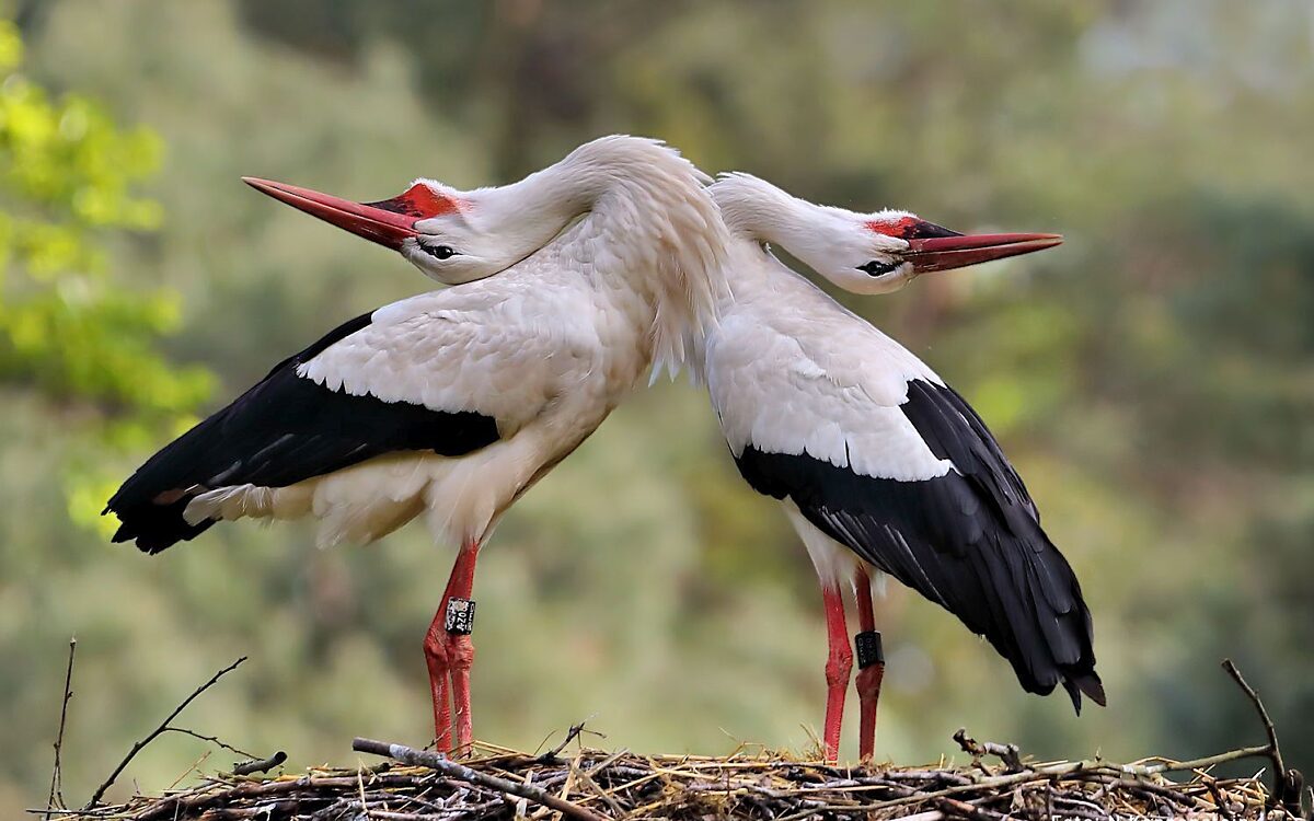 Klappern 003 Klappern 003