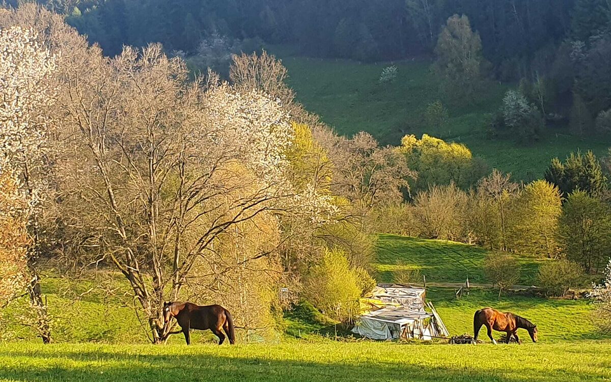 Klaus Goldmann Heigenbruecken im Sommer Klaus Goldmann Heigenbruecken im Sommer