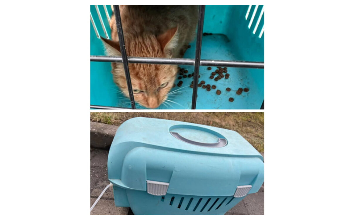 Kleinwallstadt Katze ausgesetzt