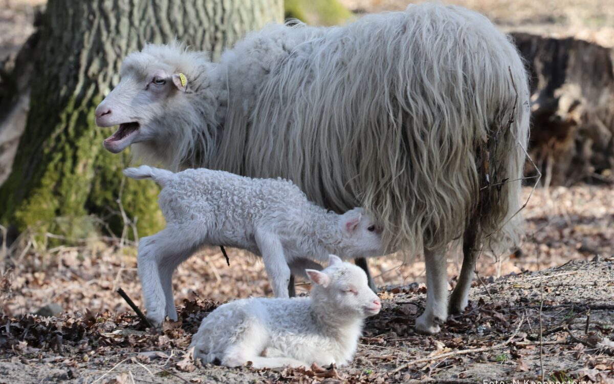 Laemmchen 3 Laemmchen 3