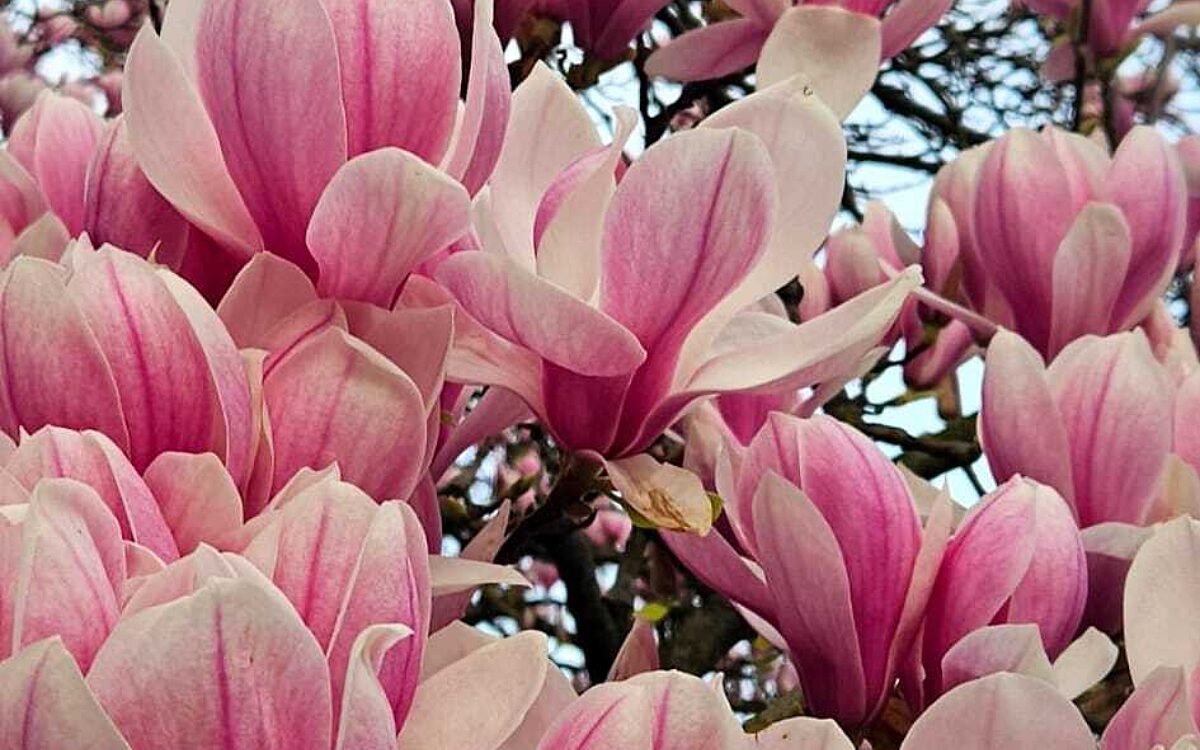 Magnolien Schoentalpark von Margarethe Baum Magnolien Schoentalpark von Margarethe Baum