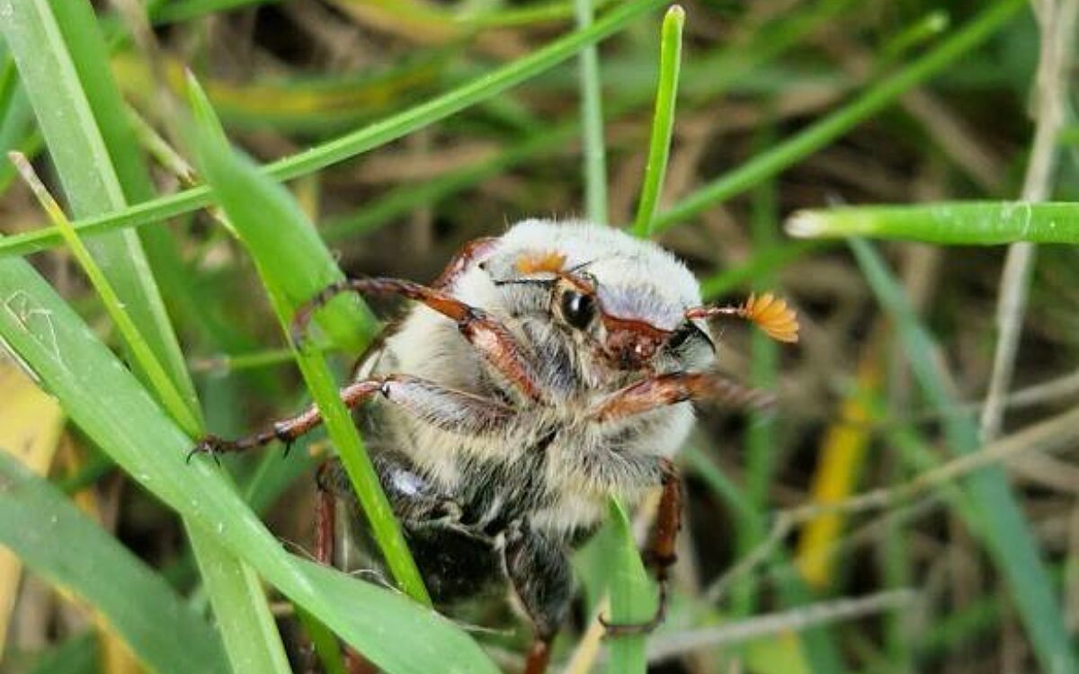 Maikaefer aus Hobbach von Sophia Maikaefer aus Hobbach von Sophia