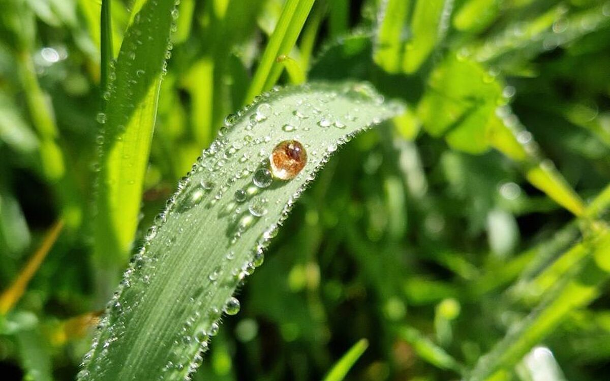 Morgentau von Sophia aus Eschau Morgentau von Sophia aus Eschau