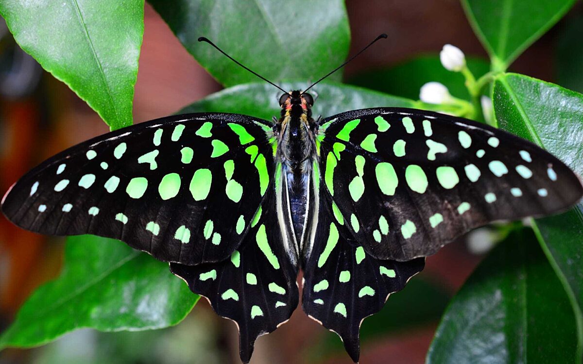 Nadine Plaetzoeder aus Hoesbach Schmetterlingsusstellung bei Loewer in AB Nadine Plaetzoeder aus Hoesbach Schmetterlingsusstellung bei Loewer in AB