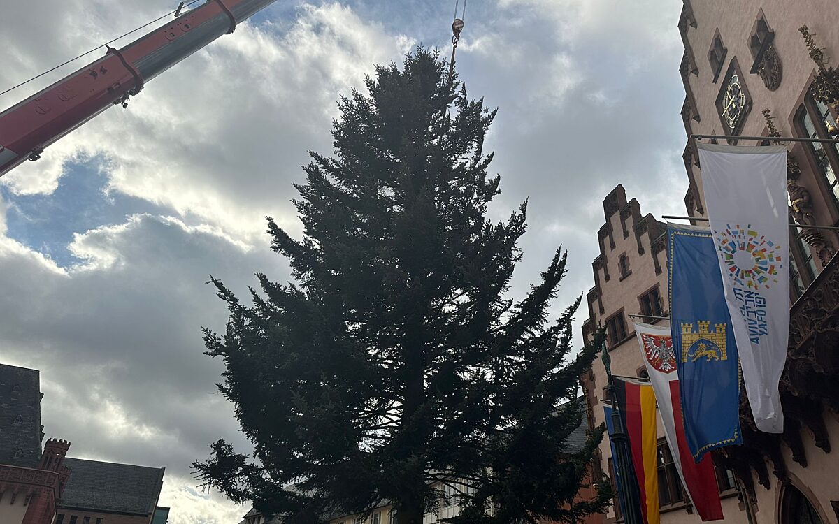 Schoellkrippen Baum Frankfurt Schoellkrippen Baum Frankfurt