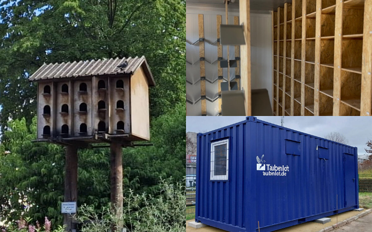 Tauben Collage