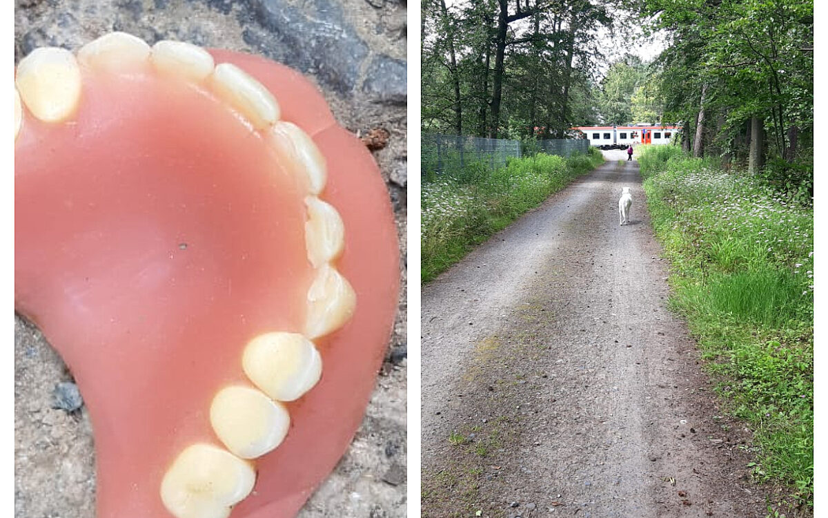 Titelfoto Gebiss Titelfoto Gebiss