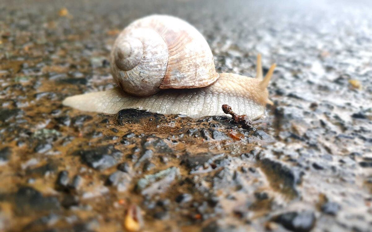 Weinbergschnecke von Fabienne Fliedner aus Gruendau Weinbergschnecke von Fabienne Fliedner aus Gruendau