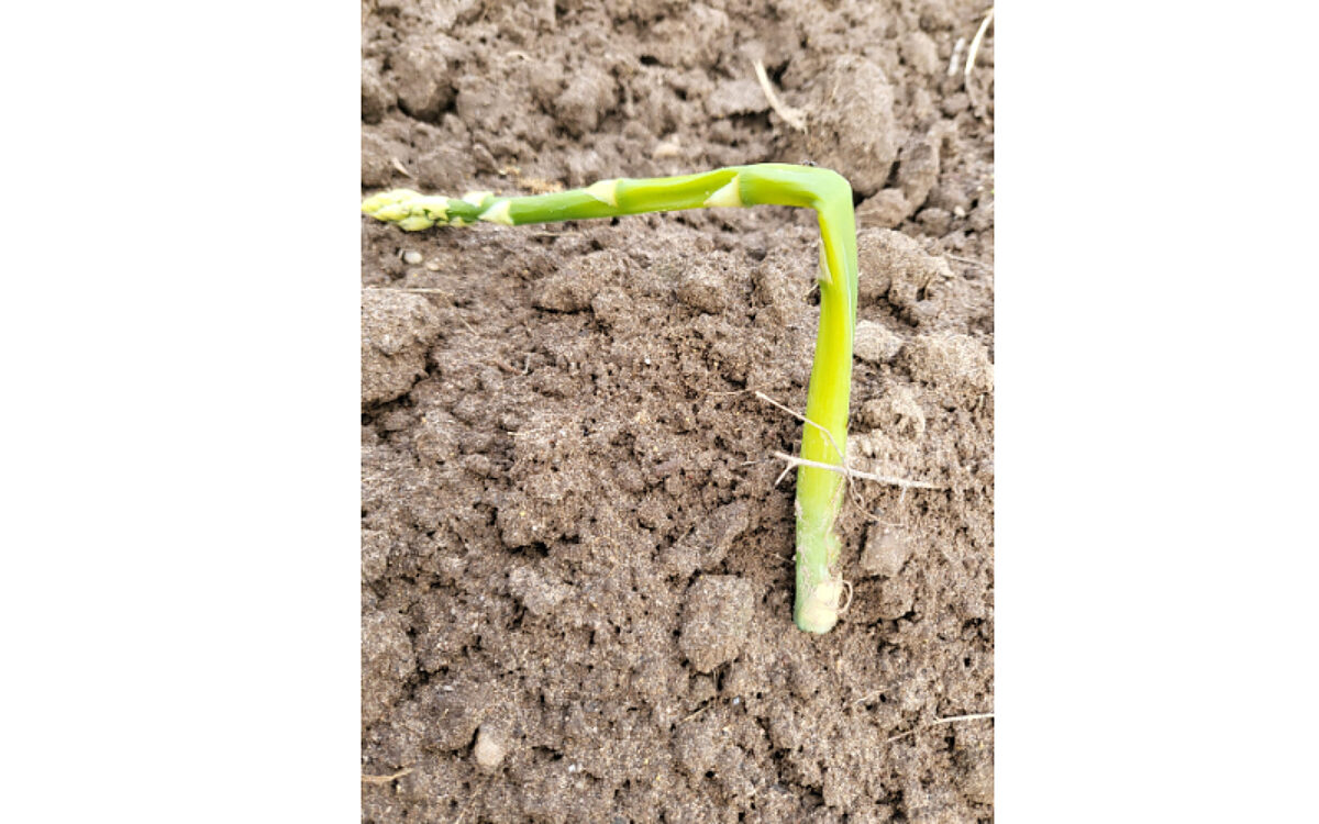 abgeknickter Spargel abgeknickter Spargel