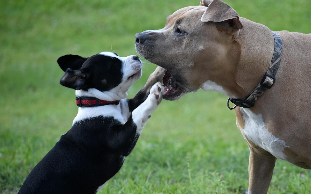 Joolsthegreat dogs 7234475 1920