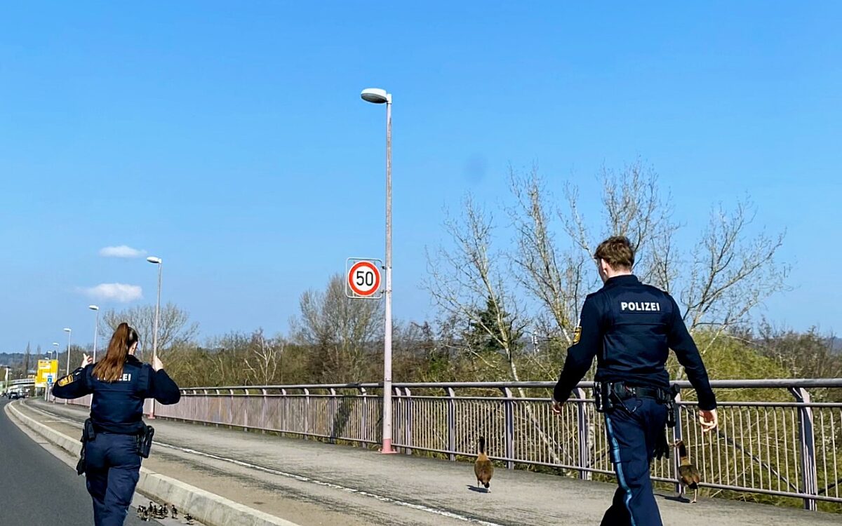 Nilgansfamilie unterwegs in AB 2 Nilgansfamilie unterwegs in AB 2