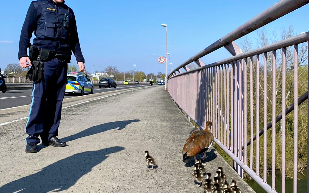 Nilgansfamilie unterwegs in AB 3 Polizei Unterfranken