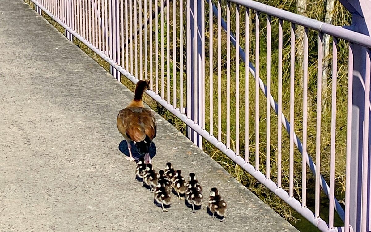 Nilgansfamilie unterwegs in AB 4 Nilgansfamilie unterwegs in AB 4