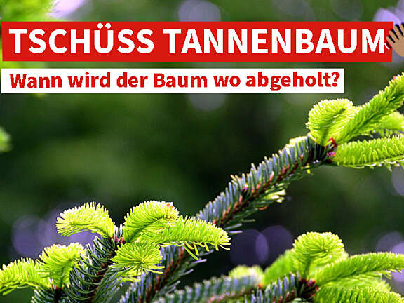 Wann Wird Der Tannenbaum Abgeholt Tschüss Tannenbaum - wann wird er wo abgeholt?