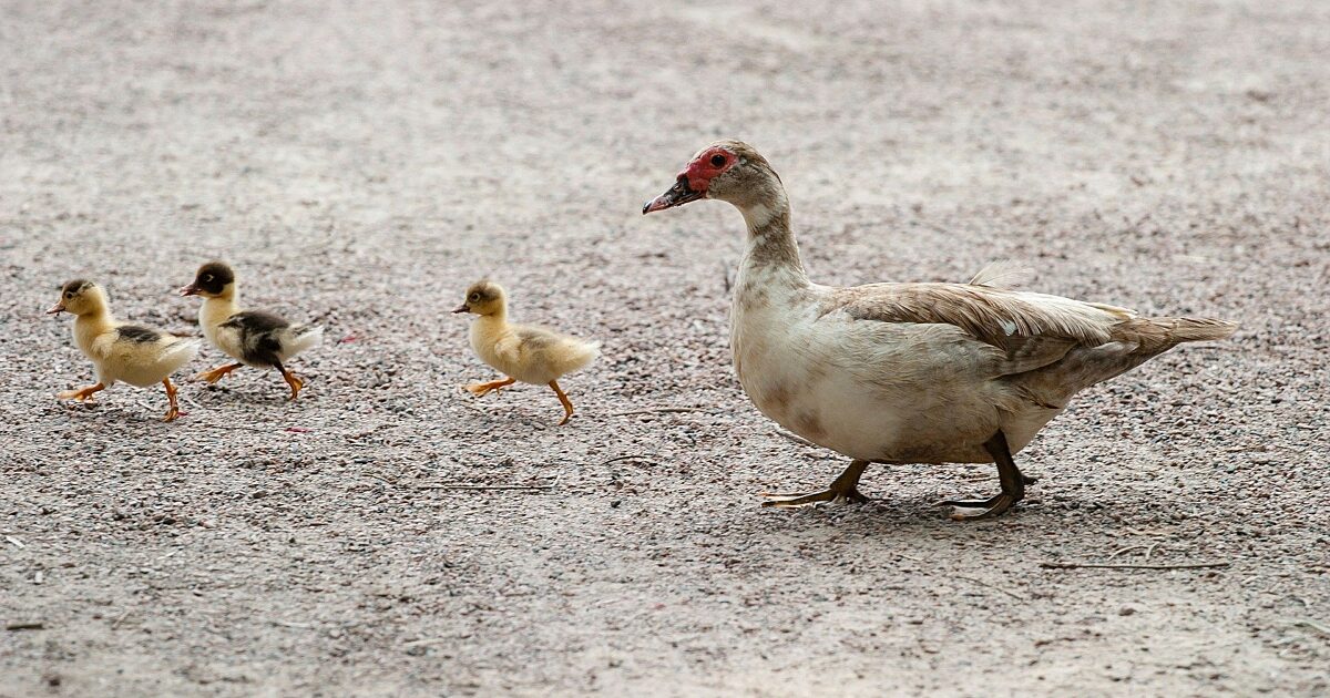 Enten und Nilgänse mit Nachwuchs auf unseren Straßen unterwegs
