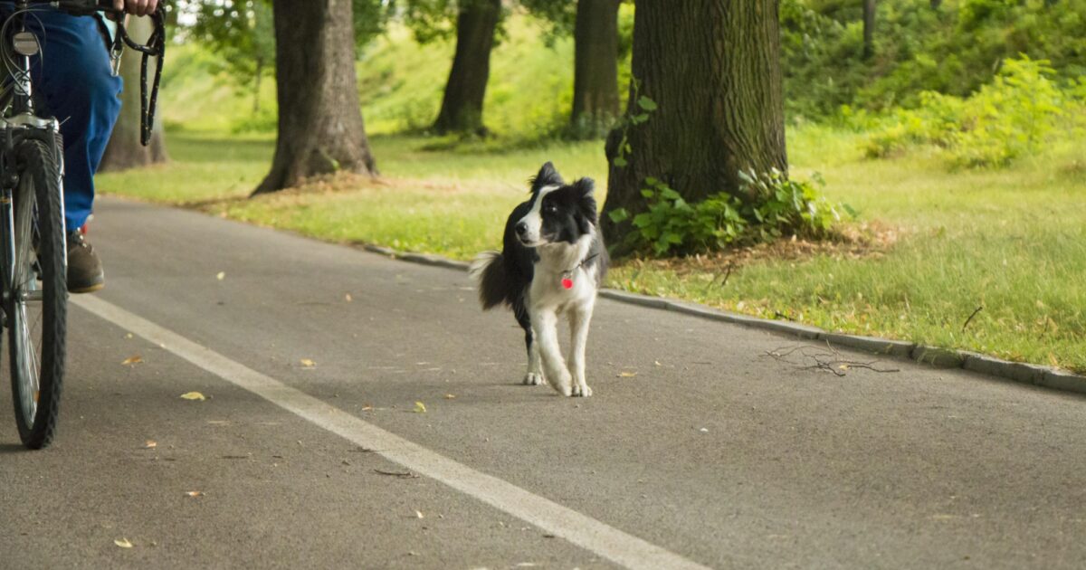 A'burg Fahrradfahrerin erschreckt sich vor Hund und stürzt