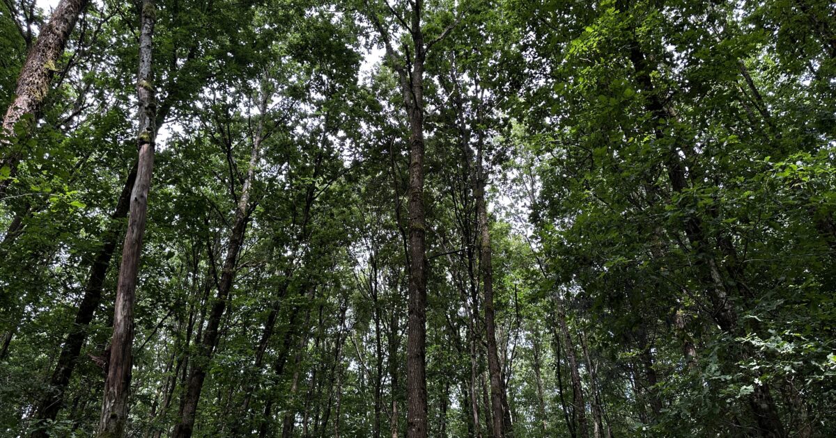 Nach Stürmen 1990: Miltenberger Wald wurde umgebaut