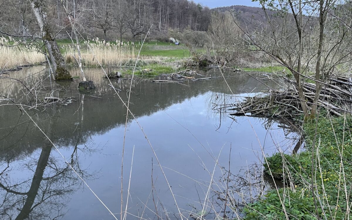 020523 AB Gailbach Biber Schnittarbeiten 1 020523 AB Gailbach Biber Schnittarbeiten 1