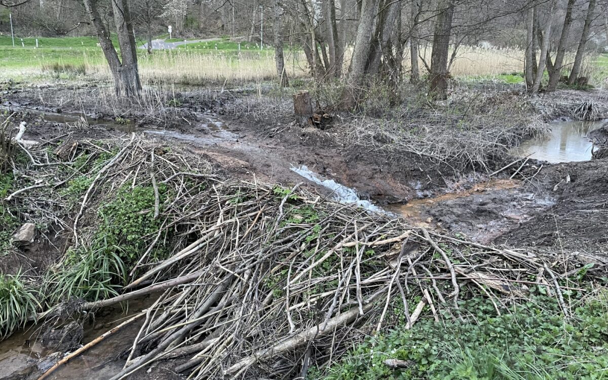 020523 AB Gailbach Biber Schnittarbeiten 2 020523 AB Gailbach Biber Schnittarbeiten 2