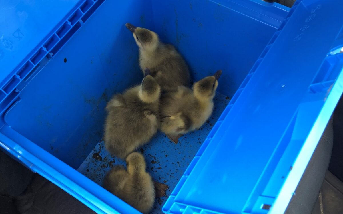 020822 Gaensekueken in Kiste 020822 Gaensekueken in Kiste