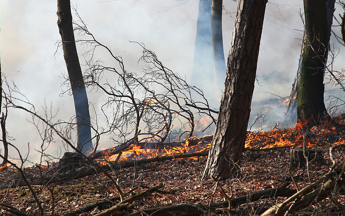 030412 Waldbrand Amorbach Feuer cut 030412 Waldbrand Amorbach Feuer cut