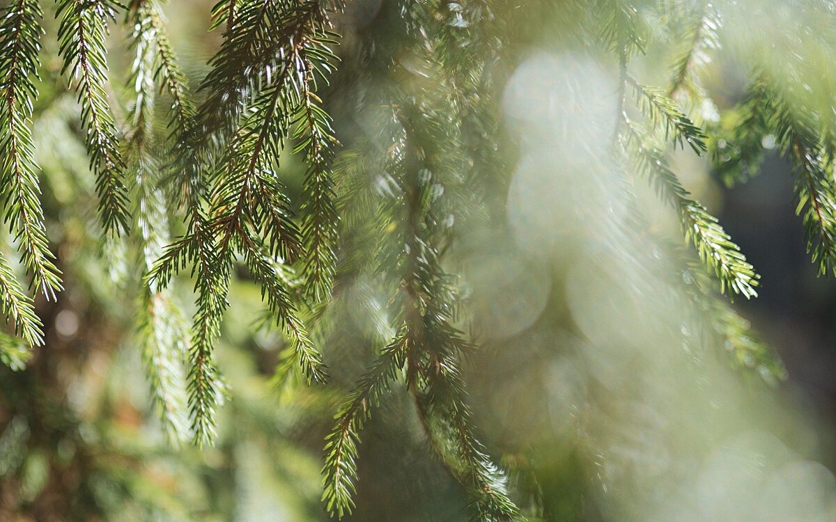 040122 Fichte Wald Baum 040122 Fichte Wald Baum