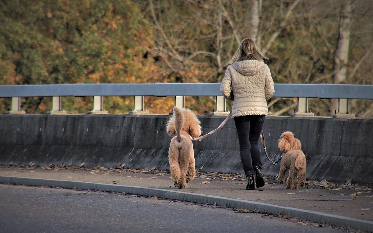 040123 hanau steinheim attacke frau hunde 040123 hanau steinheim attacke frau hunde
