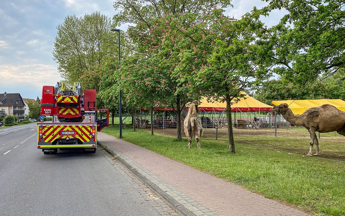 040522 Kahl Feuerwehr Kamele Zirkus 040522 Kahl Feuerwehr Kamele Zirkus