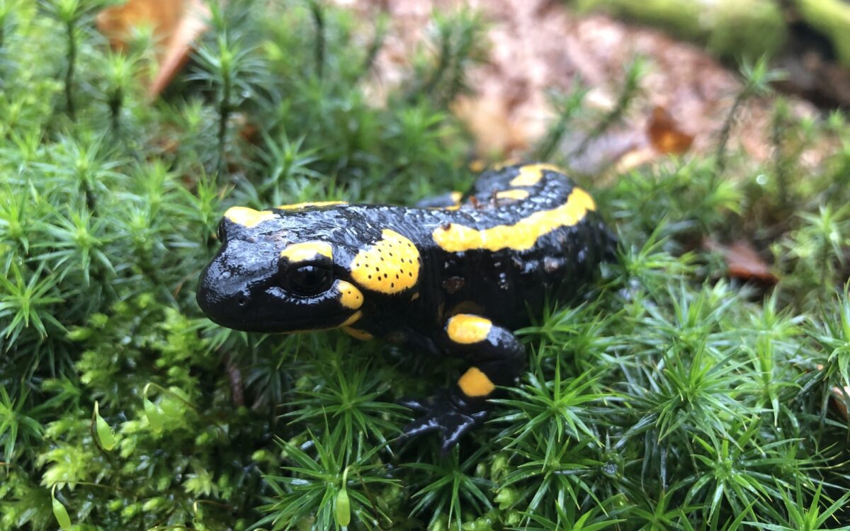 040523 Adulter Feuersalamander 2 Jacqueline Kuhn 040523 Adulter Feuersalamander 2 Jacqueline Kuhn