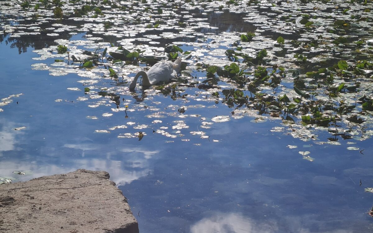 040722 Kleinostheim Umweltunterricht 1 040722 Kleinostheim Umweltunterricht 1