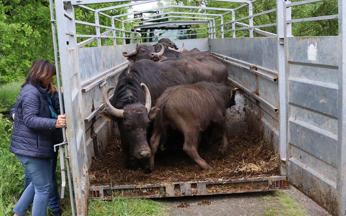 060524 Erlensee Bueffelauftrieb 3 060524 Erlensee Bueffelauftrieb 3