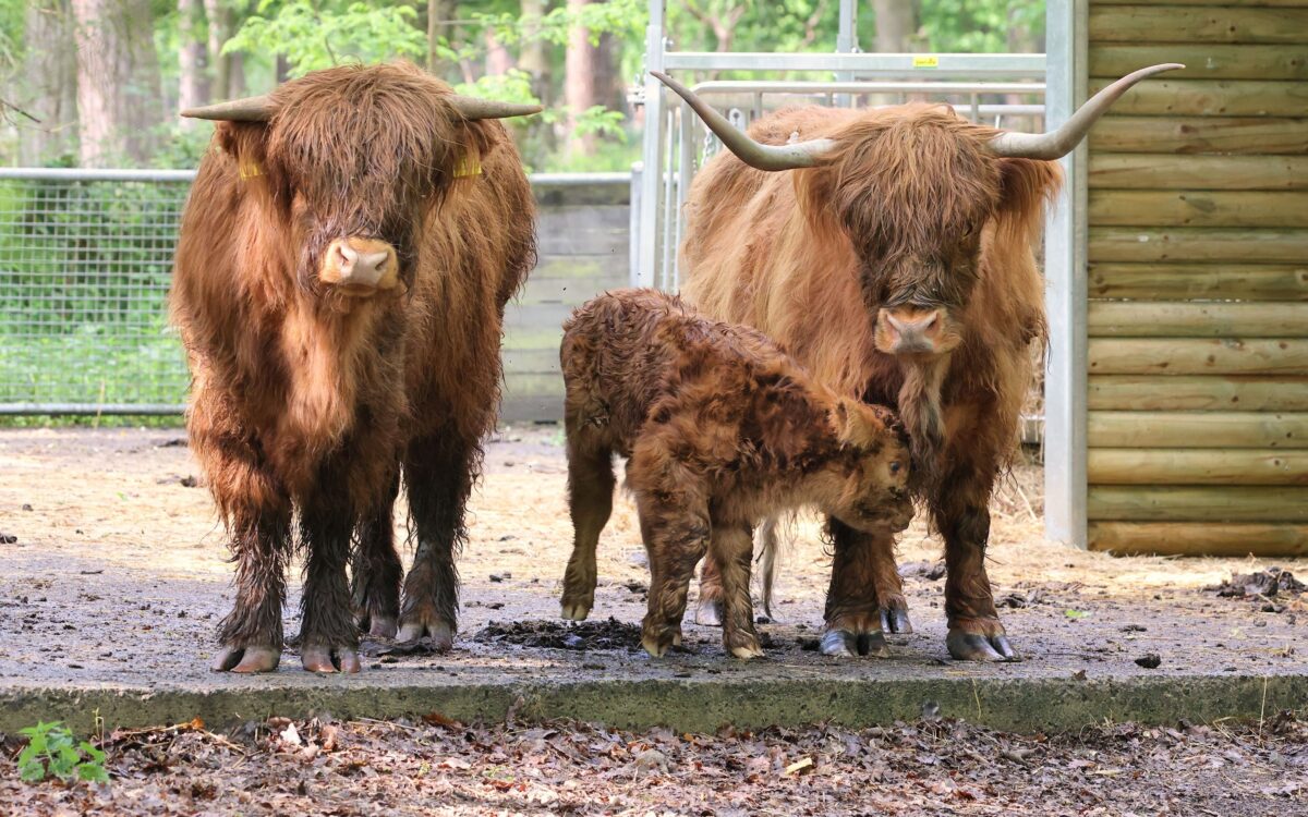 060526 Hanau Wildpark Kalb Norbert Kappenstein 2 060526 Hanau Wildpark Kalb Norbert Kappenstein 2