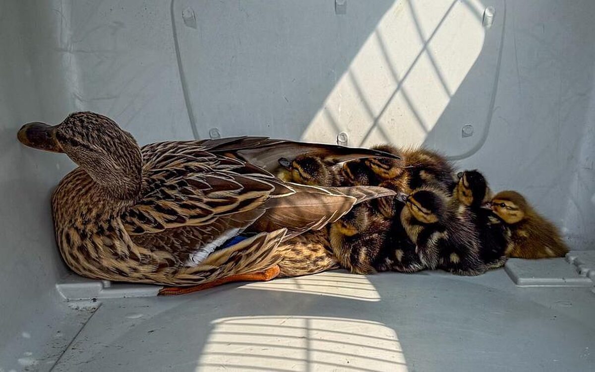 060625 Langenselbold Feuerwehr Entenfamilie 060625 Langenselbold Feuerwehr Entenfamilie